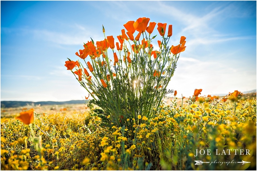 0001 Engagement photographer wedding pretty flowers