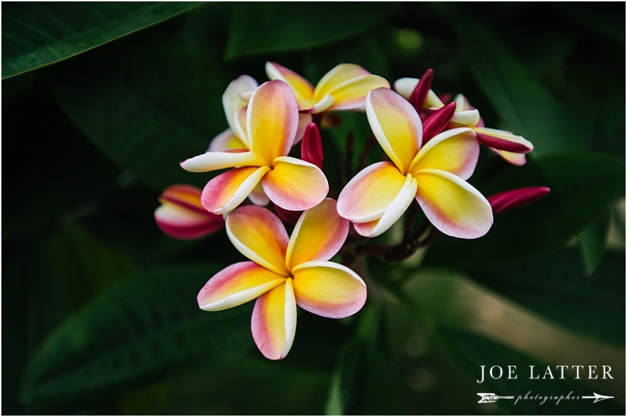 0001 Hawaii Wedding Oahu Kualoa Ranch Photographer